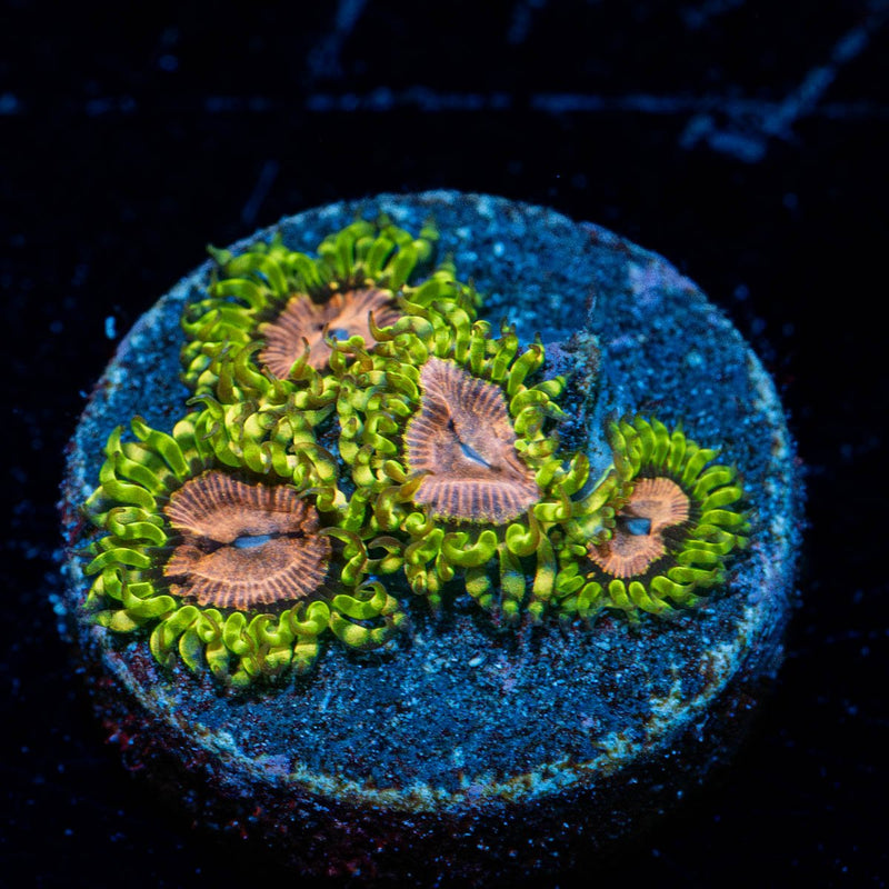 Purple monsters Zoanthid