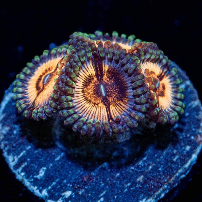 desert storm Zoanthid