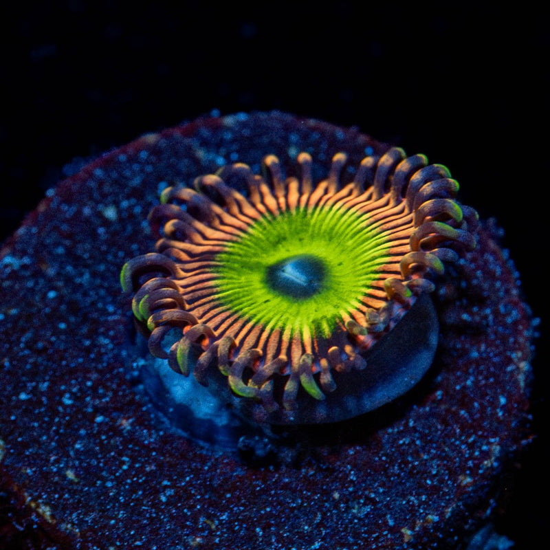 Candy Apple Pink Zoanthid