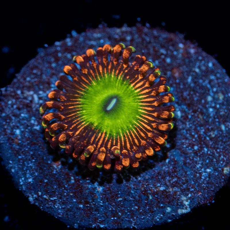 Candy Apple red Zoanthid