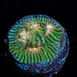 The Mask Convict Chalice - riptide aquaculture llc