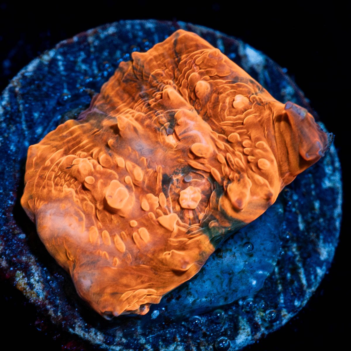 Jolly Rancher Chalice - riptide aquaculture llc