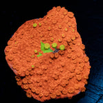 Grafted Montipora Cap Coral - riptide aquaculture llc