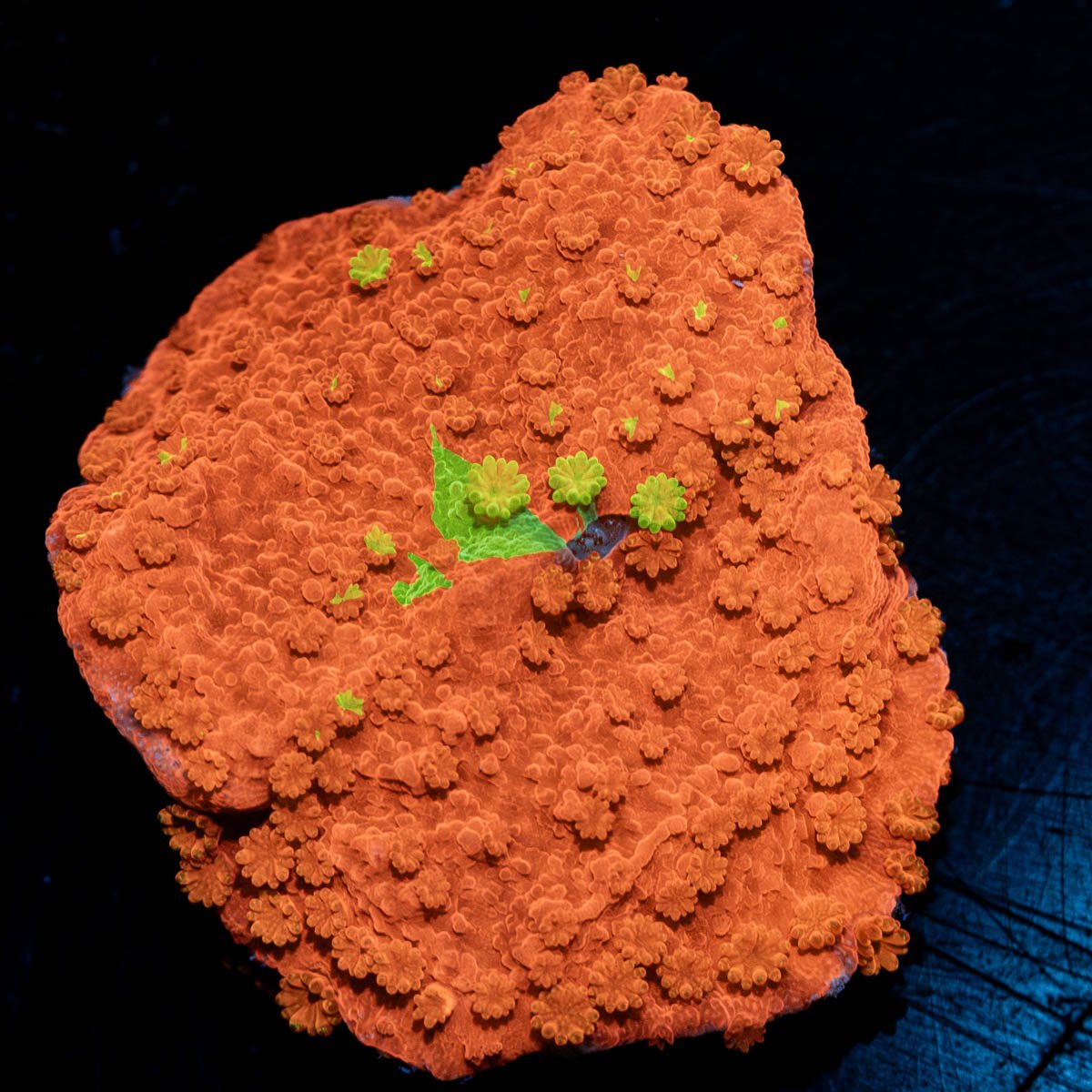 Grafted Montipora Cap Coral - riptide aquaculture llc