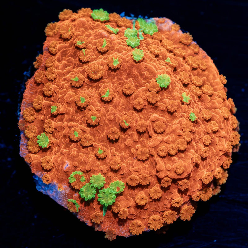 WWC Sunfire Grafted Montipora
