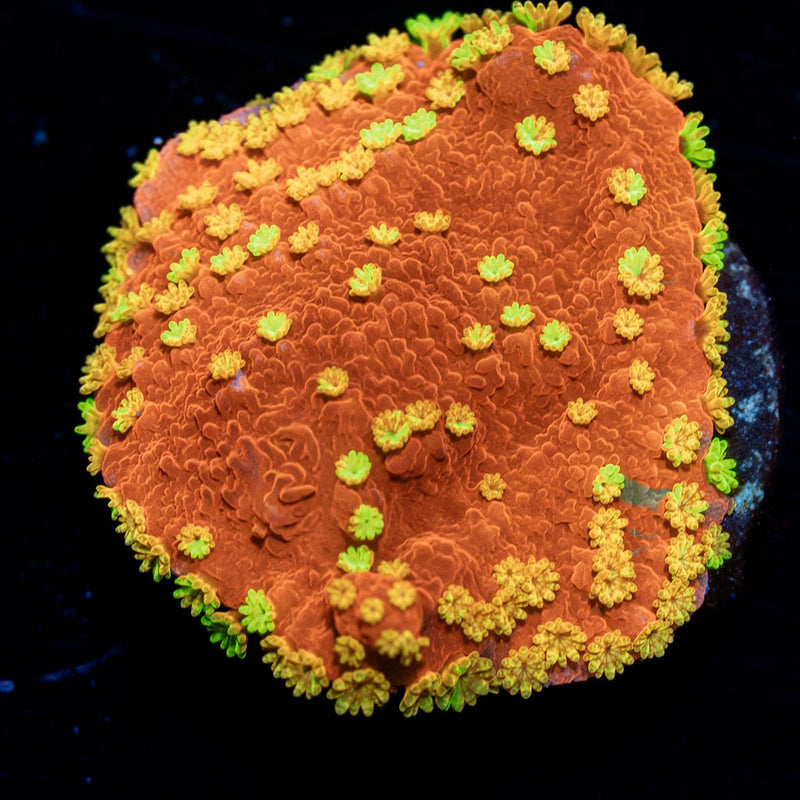 WWC Sunfire Grafted Montipora