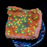 Grafted Montipora Cap Coral - riptide aquaculture llc
