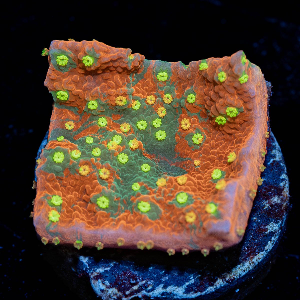 Grafted Montipora Cap Coral - riptide aquaculture llc