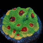 Fascination Favia - riptide aquaculture llc