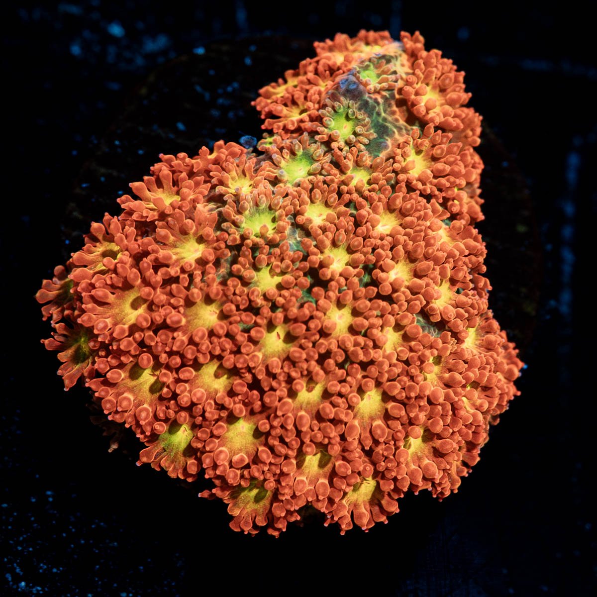 Spit Fire Bernardpora - riptide aquaculture llc