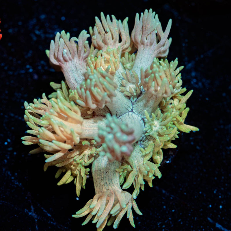 Encore Goniopora