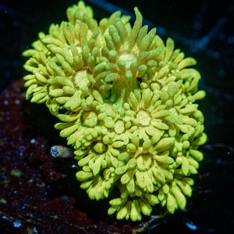 Tweety Bird Goniopora