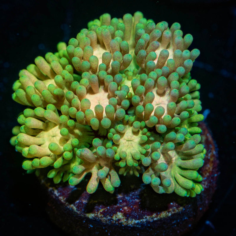 Encore Goniopora