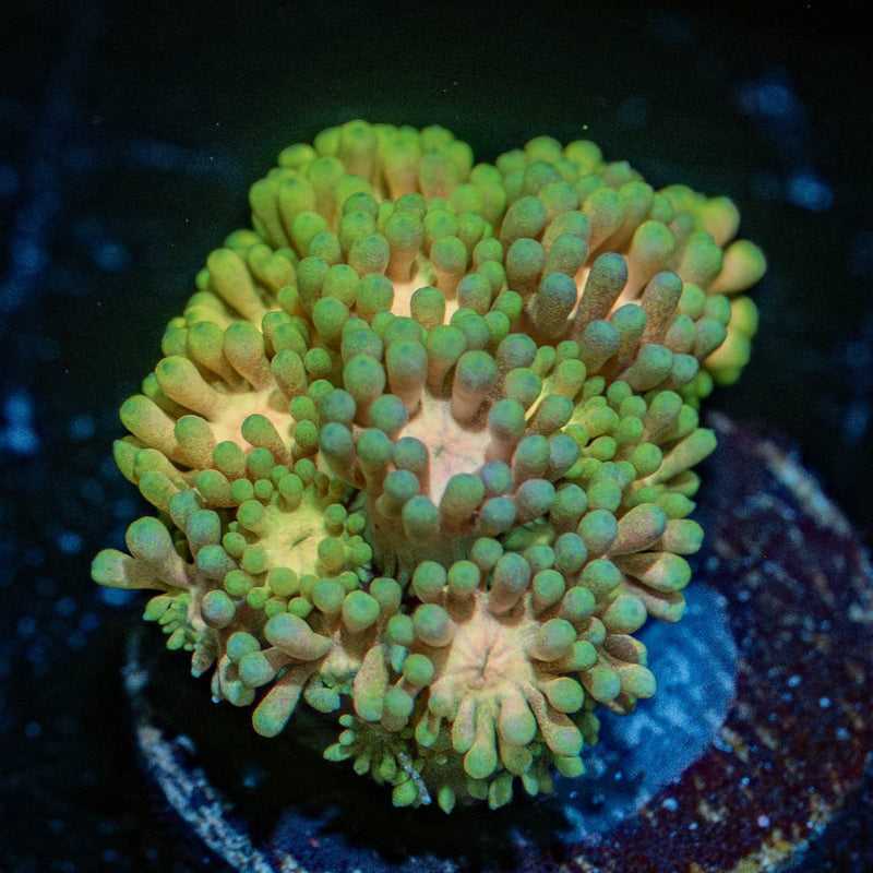 Encore Goniopora