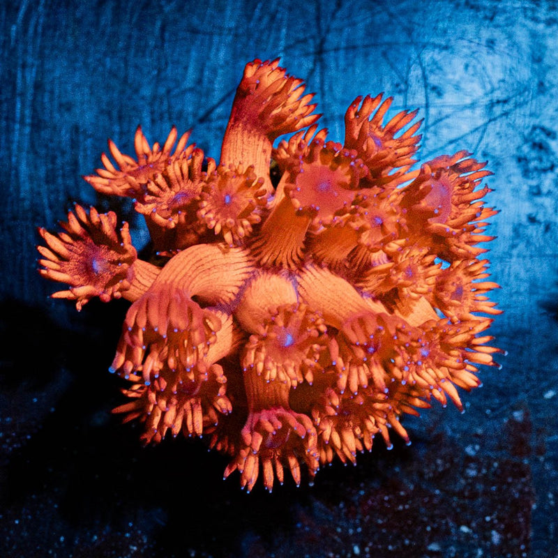 Red  Rum Goniopora