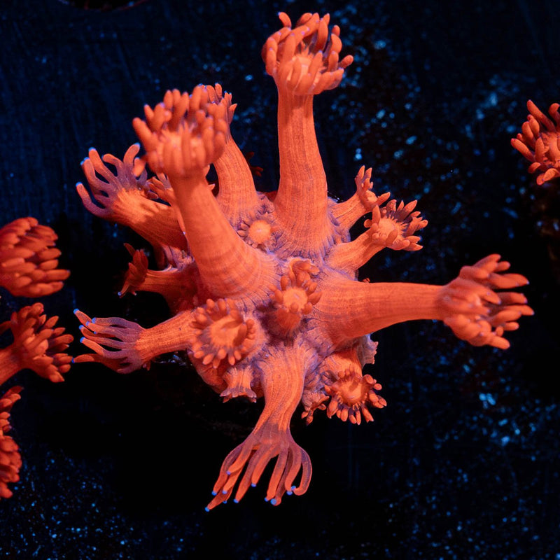 Red Bull Goniopora