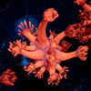 Red Bull Goniopora - riptide aquaculture llc