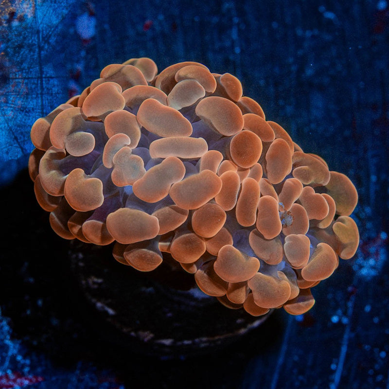 Rose Hammer Euphyllia
