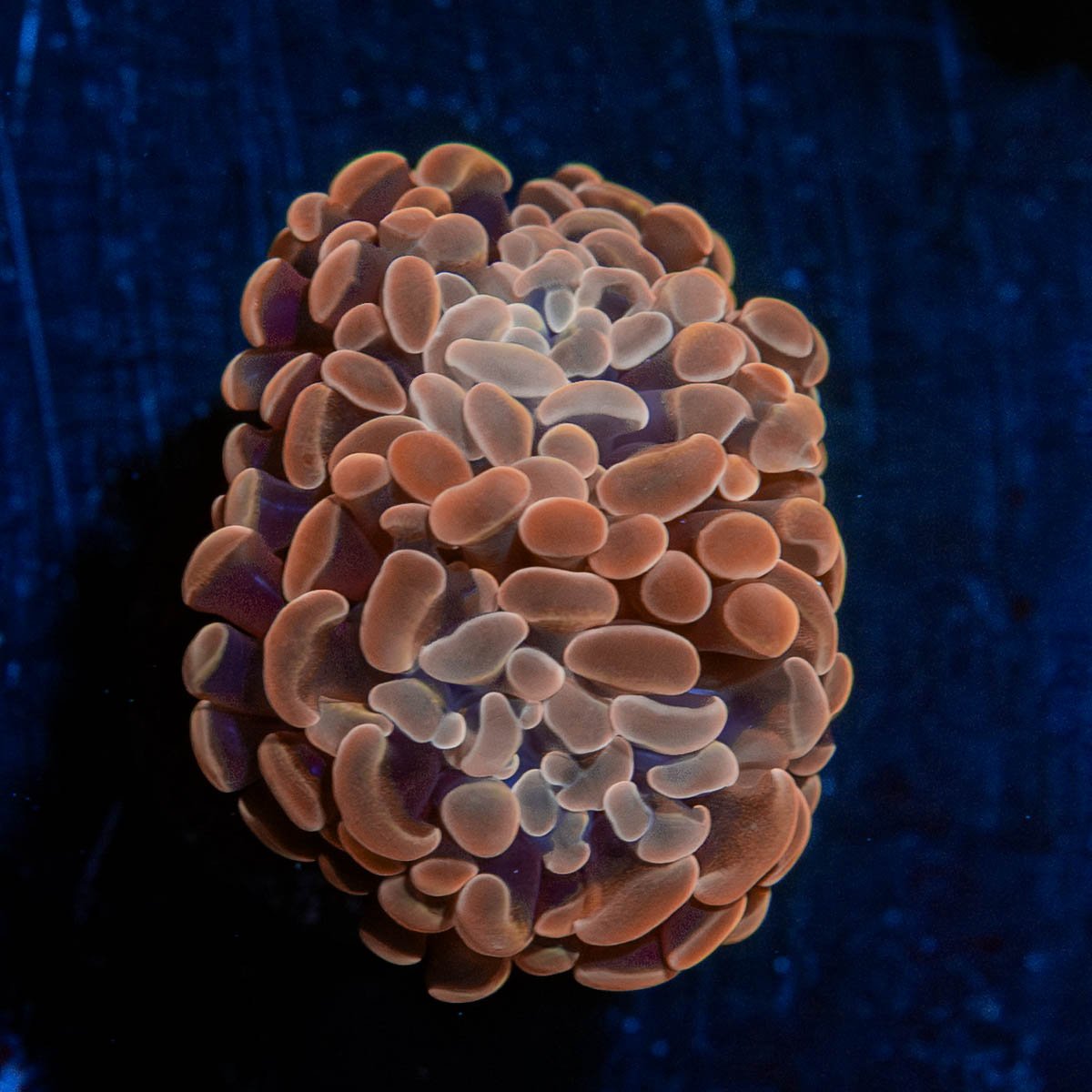 Rose Hammer Euphyllia - riptide aquaculture llc