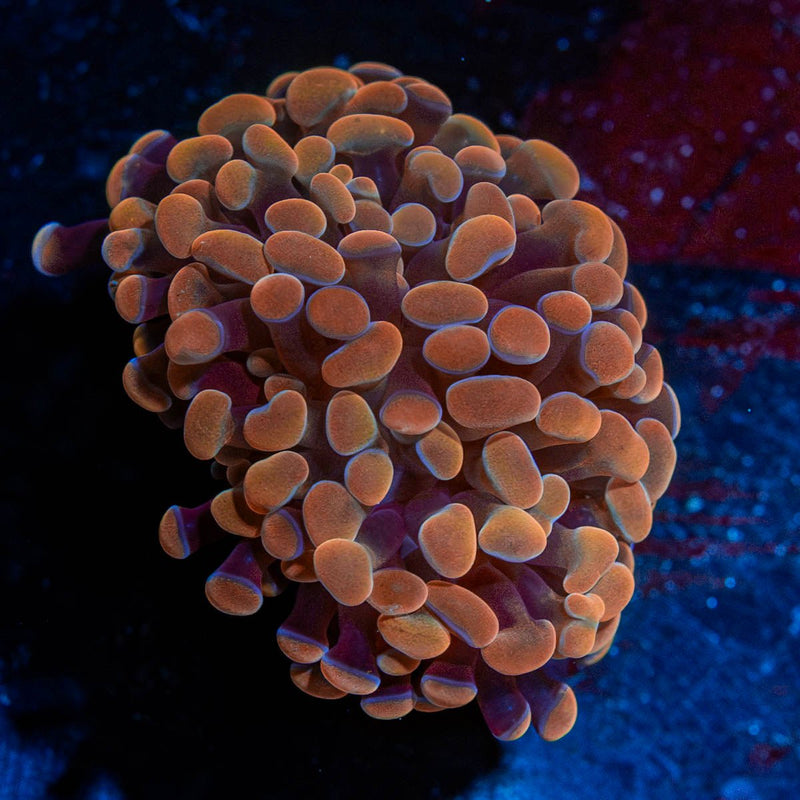 Rose Hammer Euphyllia