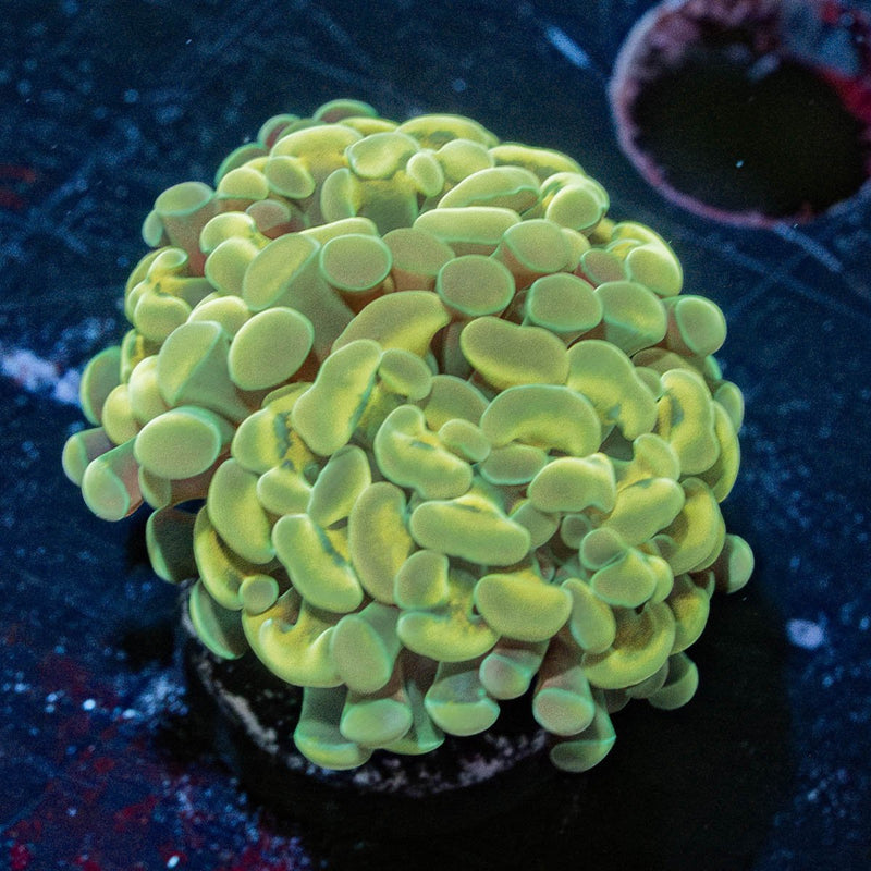Gold hammer Euphyllia