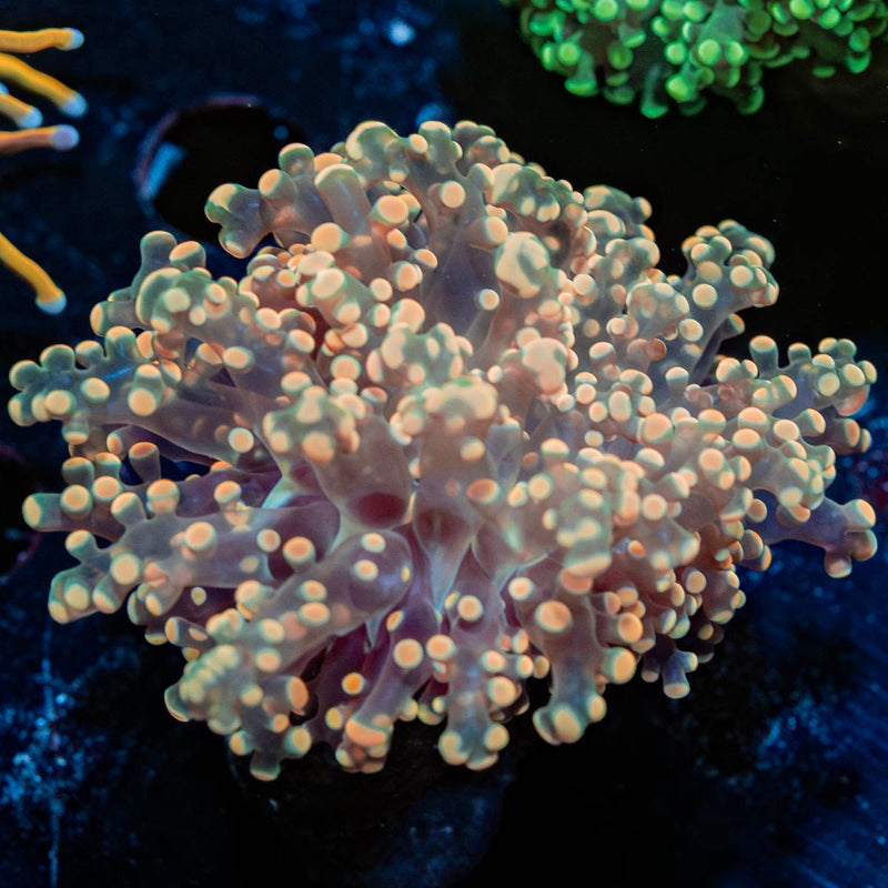 Peach Frogspawn Euphyllia