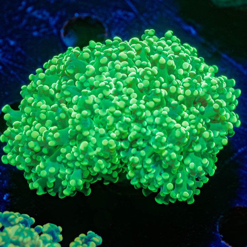 Neon Green Octospawn Euphyllia