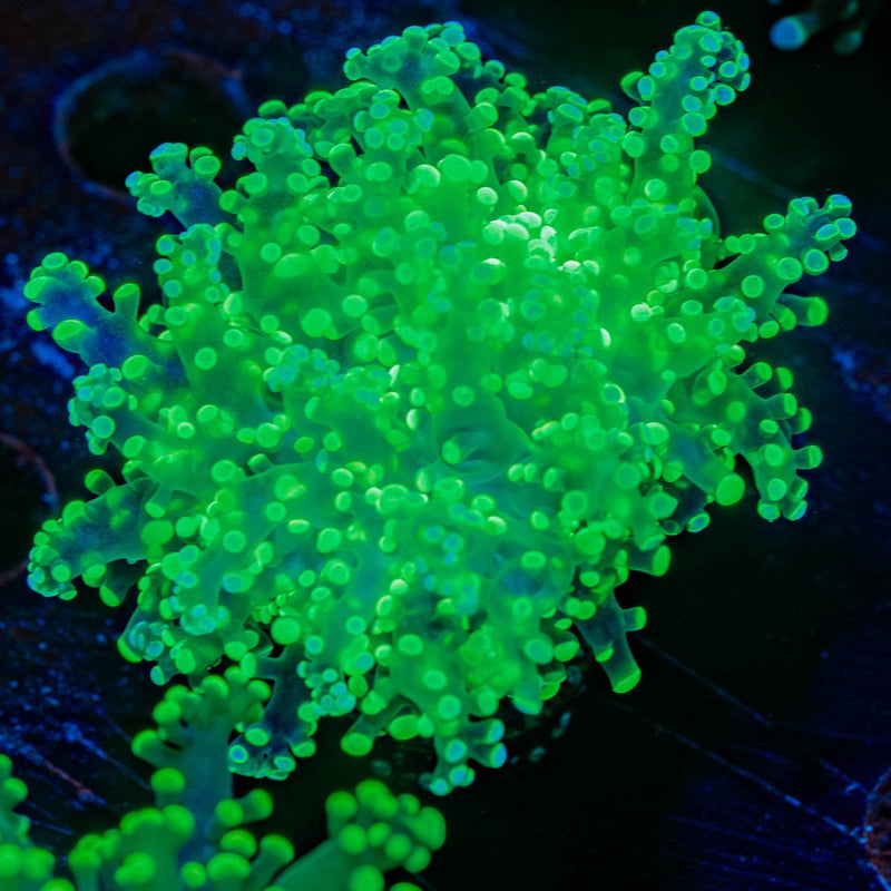 Neon Green Frogspawn  Euphyllia