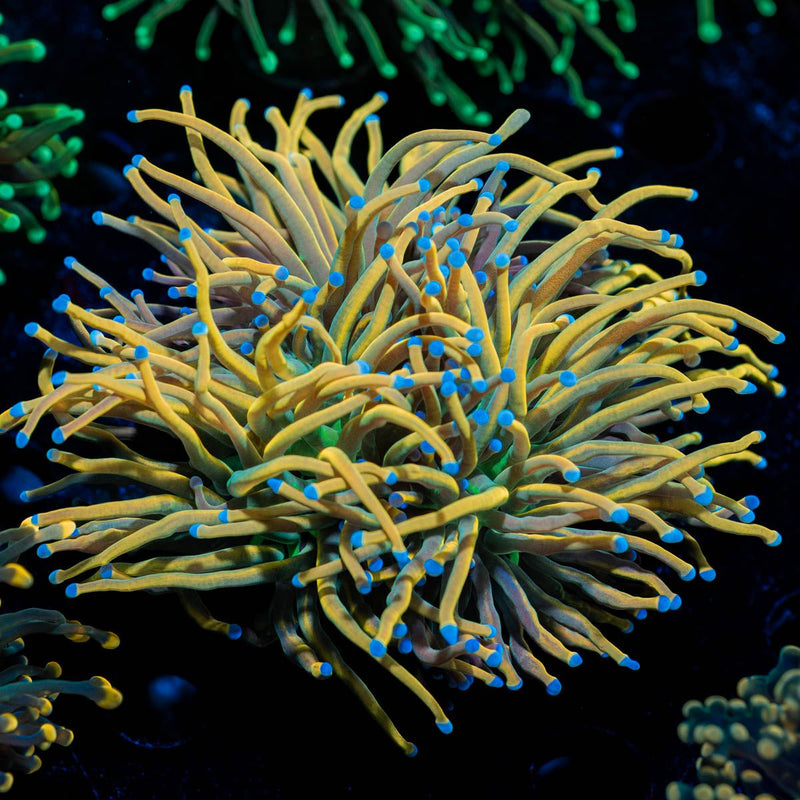 Sun Drop Torch Euphyllia