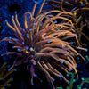 NY Knicks Torch Euphyllia - riptide aquaculture llc