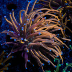 NY Knicks Torch Euphyllia - riptide aquaculture llc
