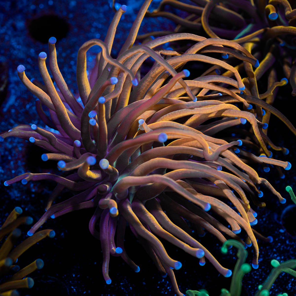 NY Knicks Torch Euphyllia - riptide aquaculture llc