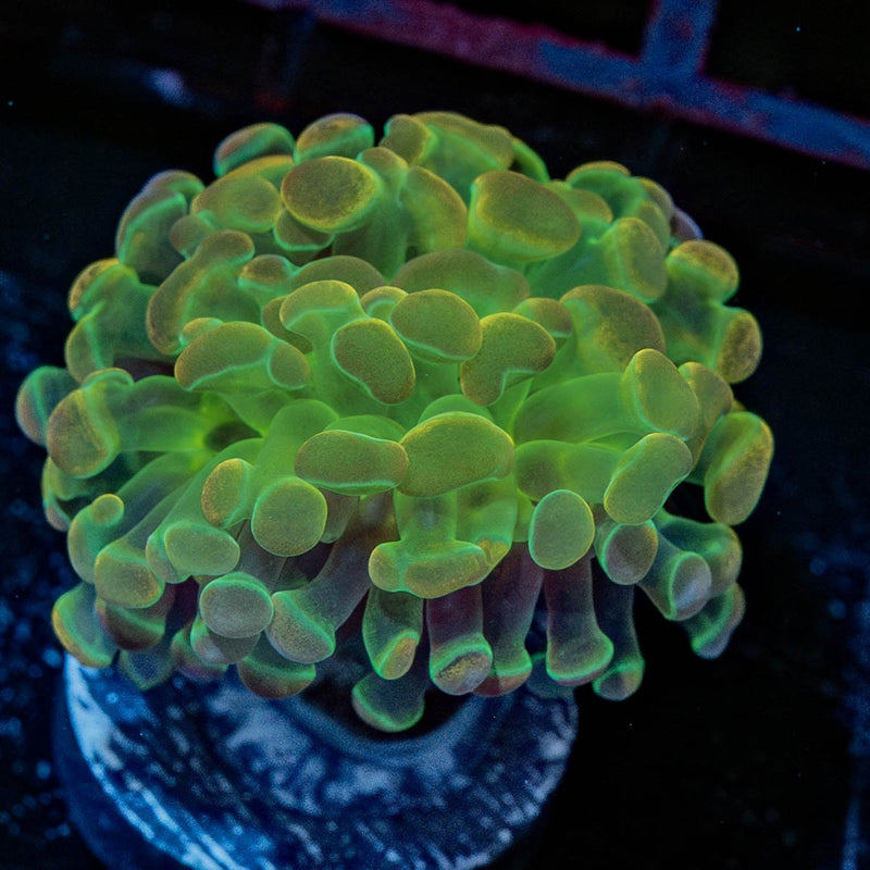 Hypnotoad Hammer Euphyllia