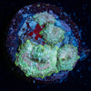 confetti Mushroom - riptide aquaculture llc