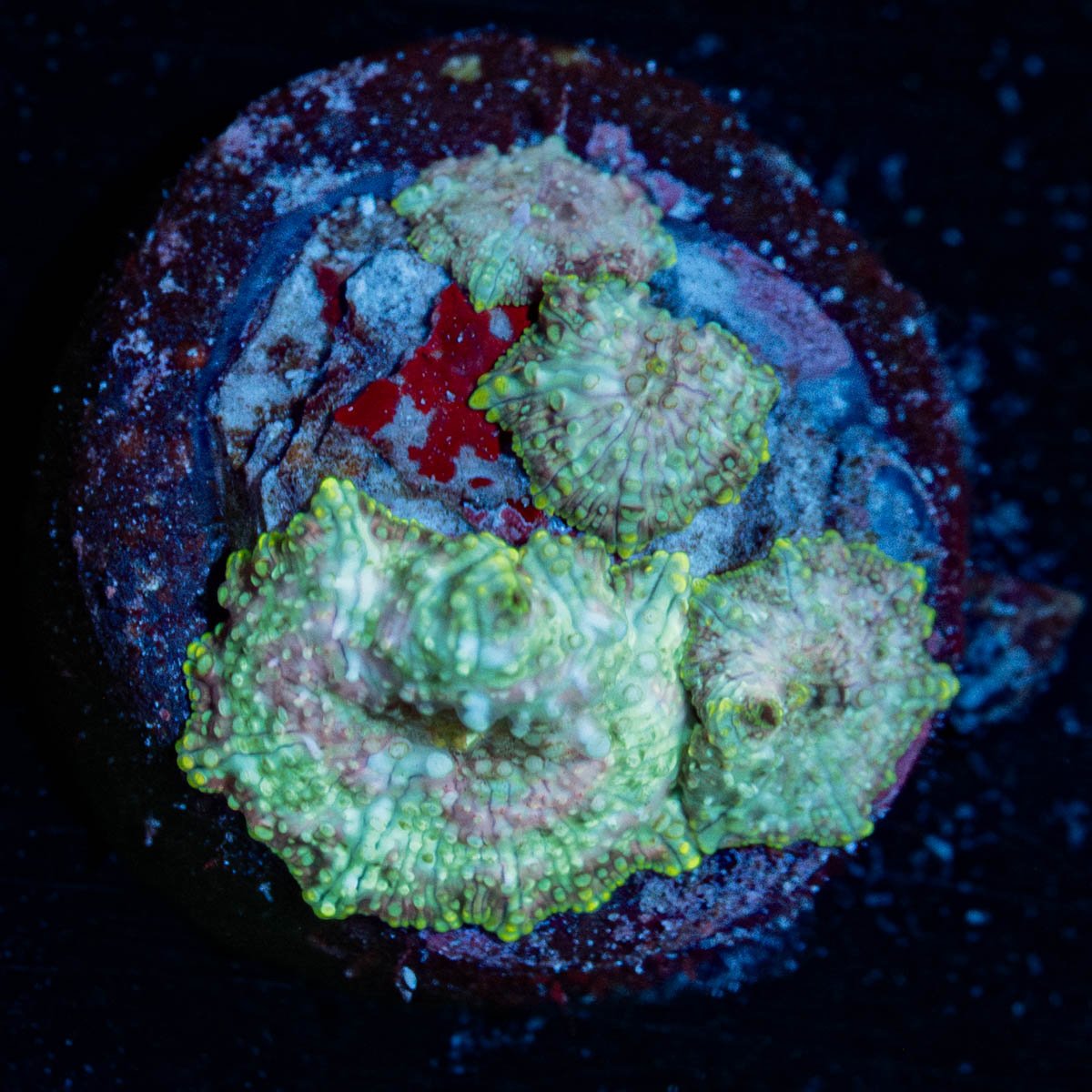 confetti Mushroom - riptide aquaculture llc