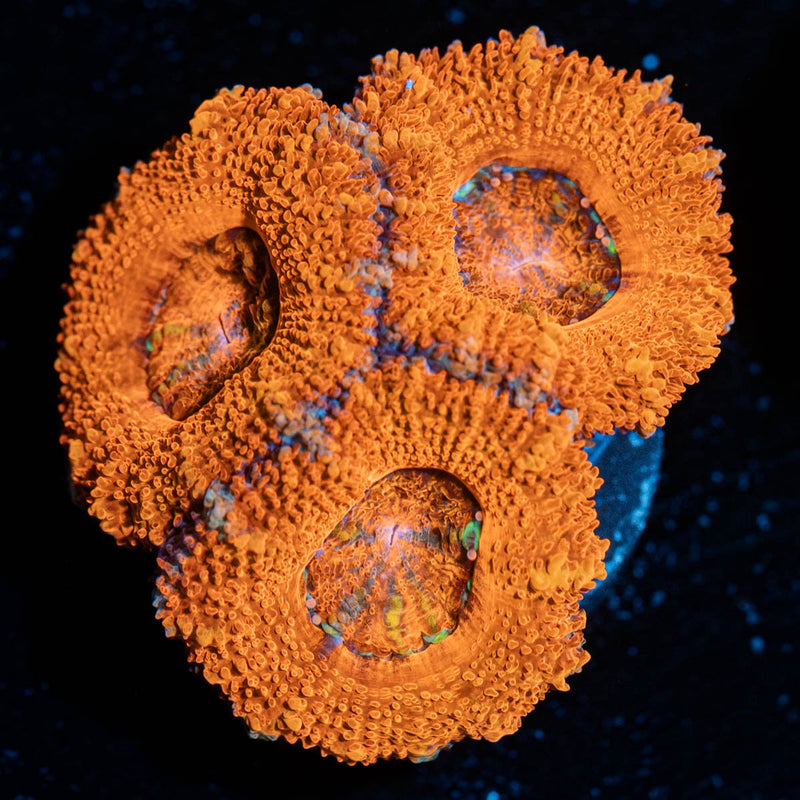 Acan/Micromussa