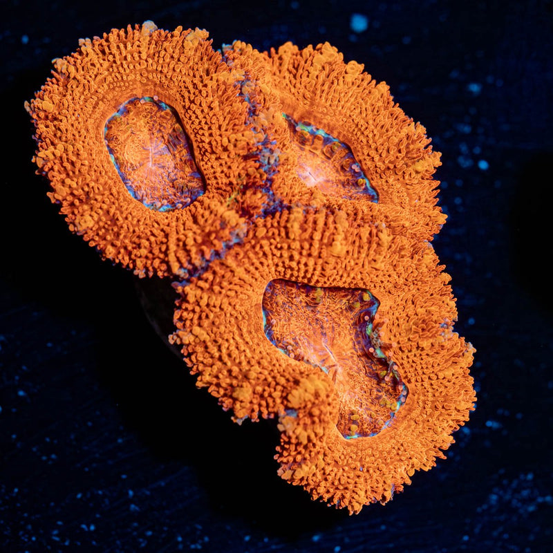 Acan/Micromussa