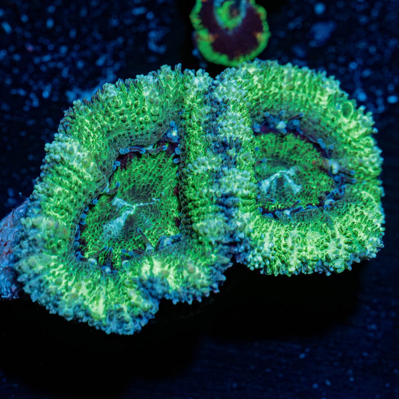 Acan/Micromussa