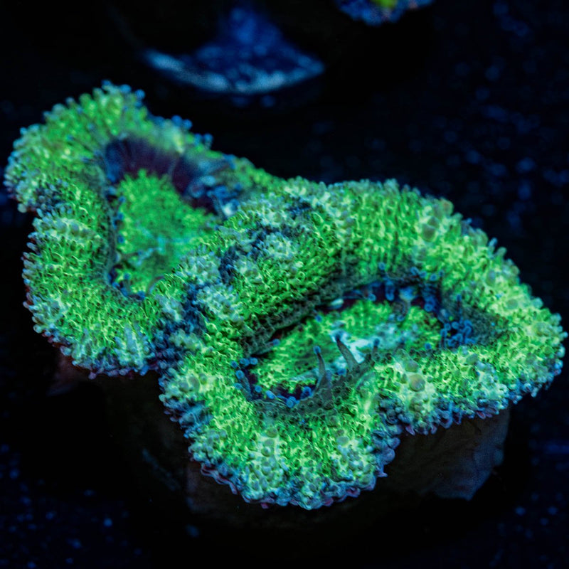 Acan/Micromussa