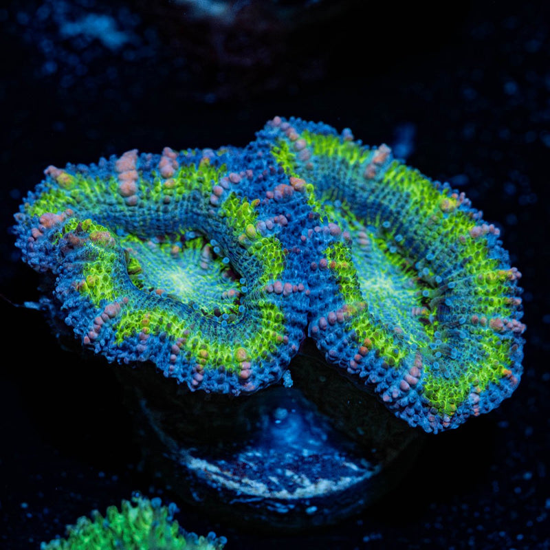 Acan/Micromussa