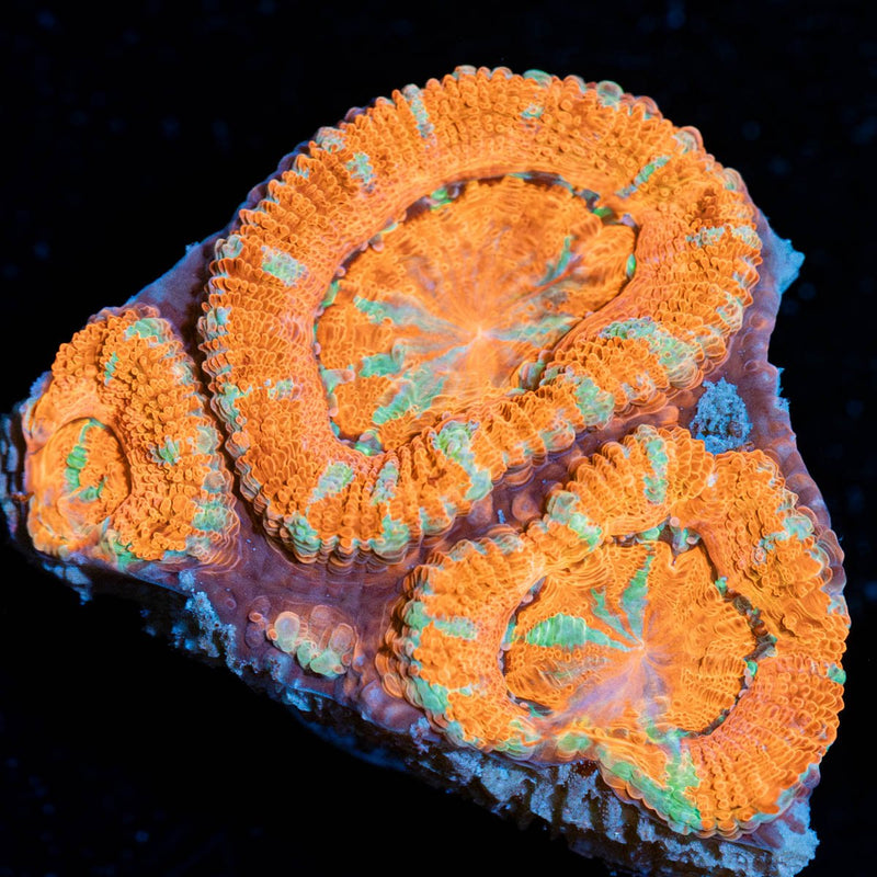 Acan/Micromussa