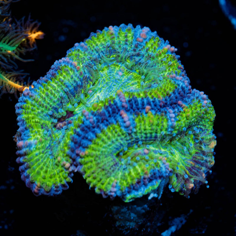 Acan/Micromussa