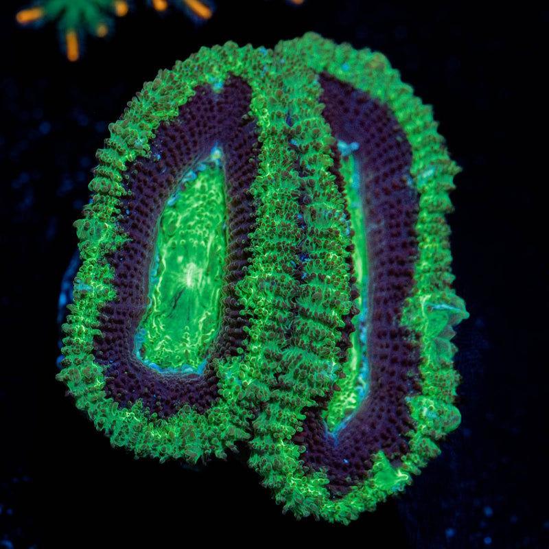 Acan/Micromussa