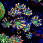 ACR Firework Cloves Pyolps - riptide aquaculture llc