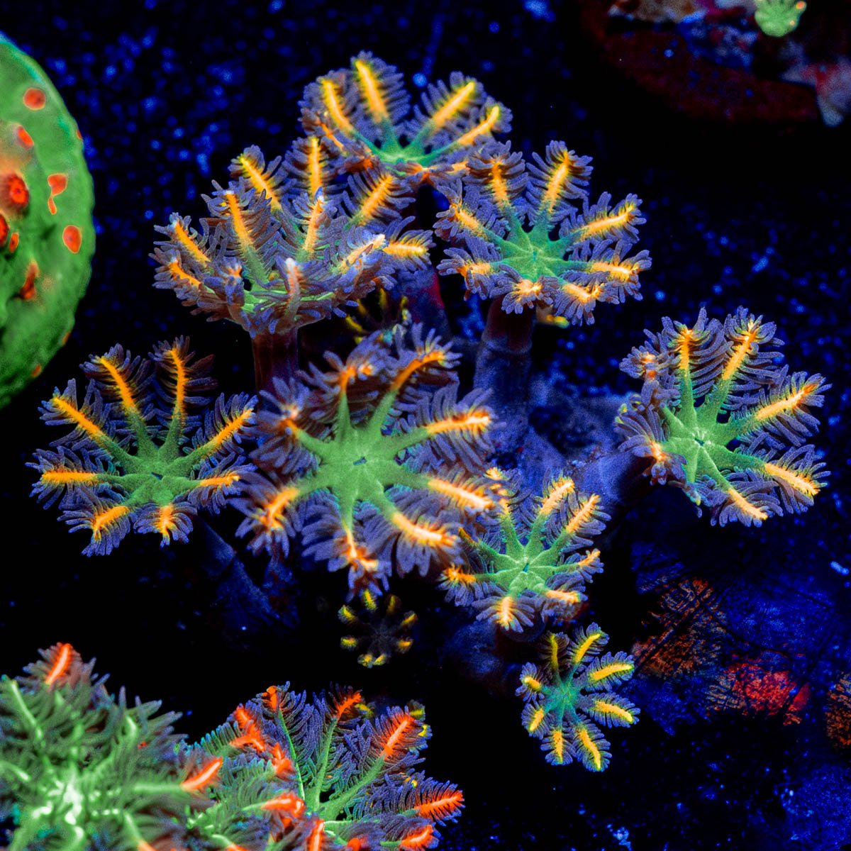 ACR Firework Cloves Pyolps - riptide aquaculture llc