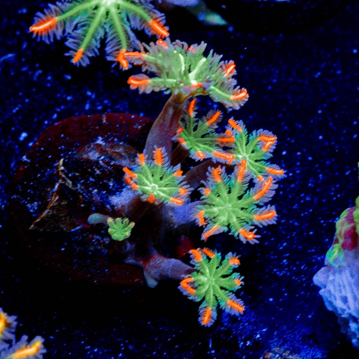 ACR Firework Cloves Pyolps - riptide aquaculture llc