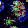ACR Firework Cloves Pyolps - riptide aquaculture llc