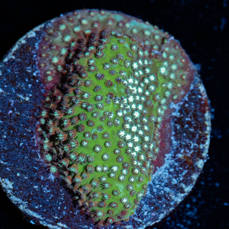 Grassy Green Stylocoeniella