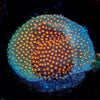 WWC Close Encounter Stylocoeniella - riptide aquaculture llc