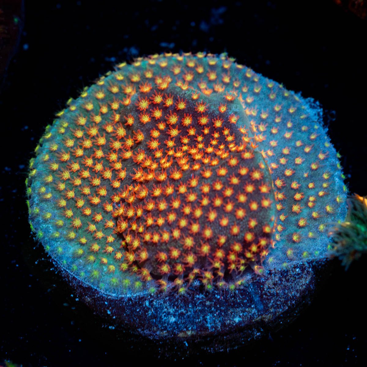 WWC Close Encounter Stylocoeniella - riptide aquaculture llc